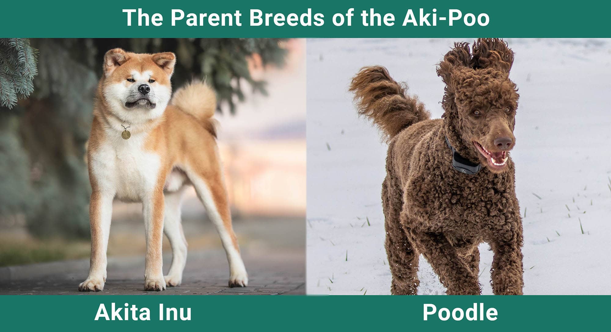 The Parent Breeds of the Aki-Poo