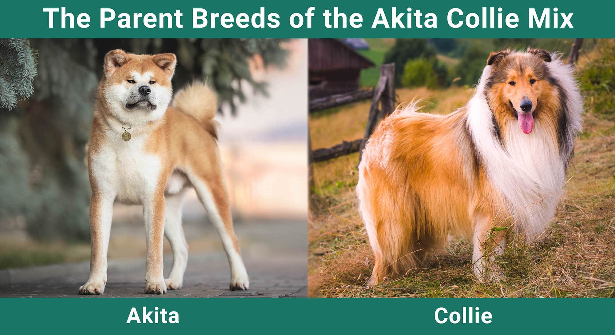 The Parent Breeds of the Akita Collie Mix