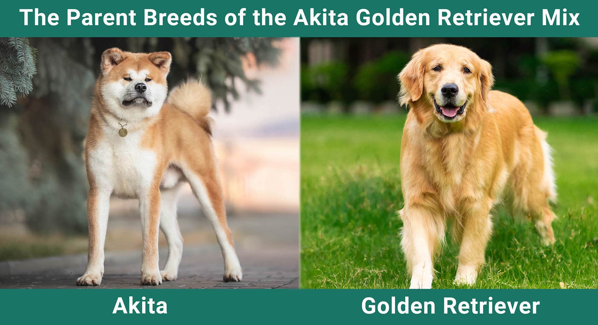 The Parent Breeds of the Akita Golden Retriever Mix