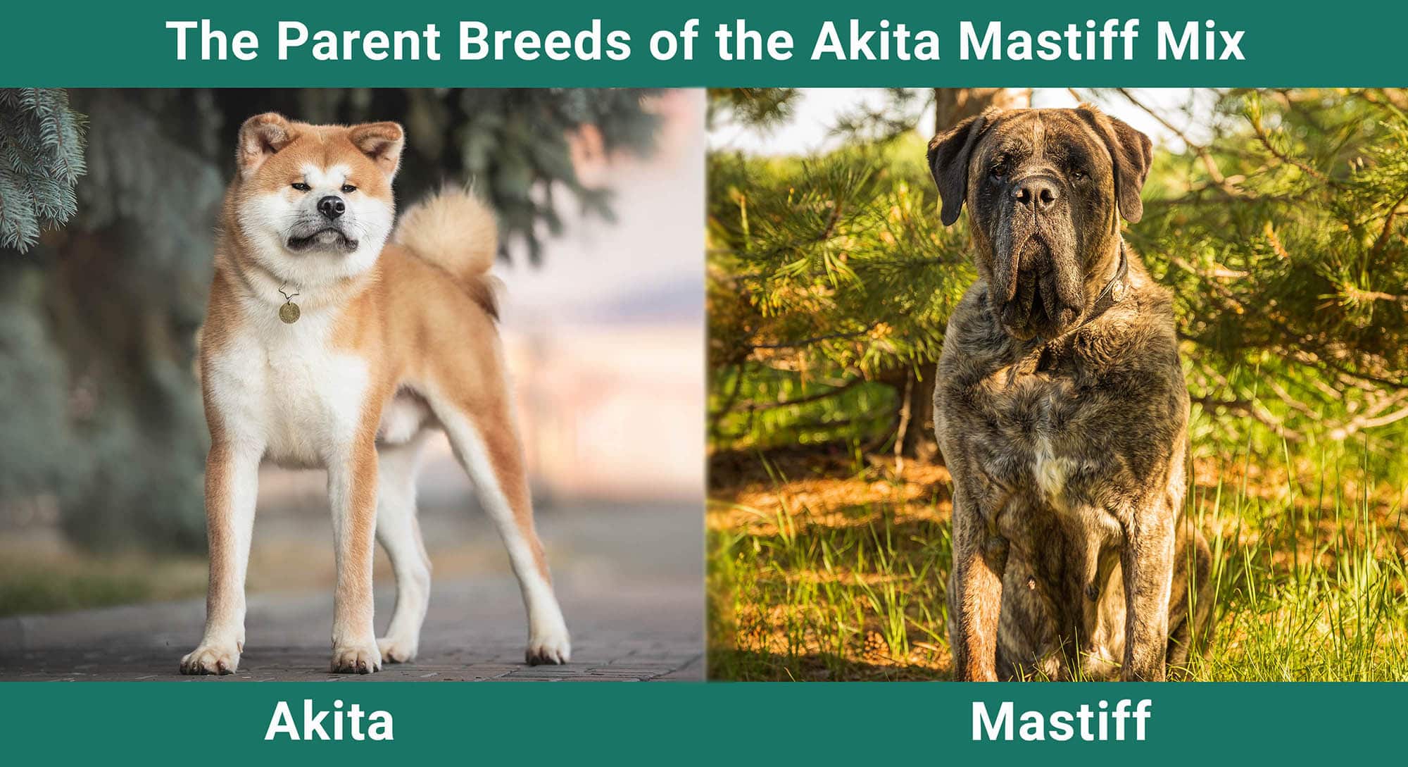 The Parent Breeds of the Akita Mastiff Mix