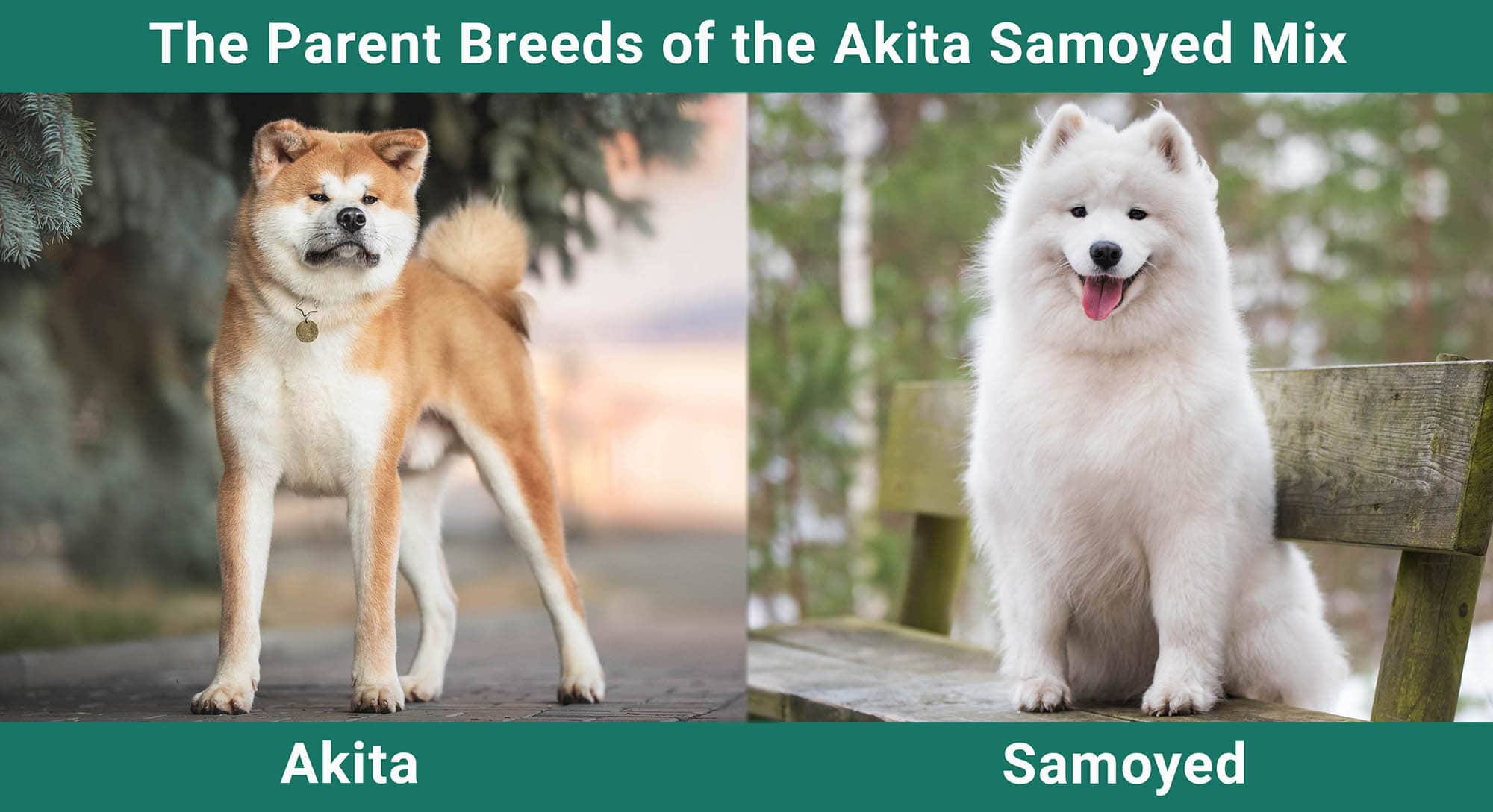 The Parent Breeds of the Akita Samoyed Mix