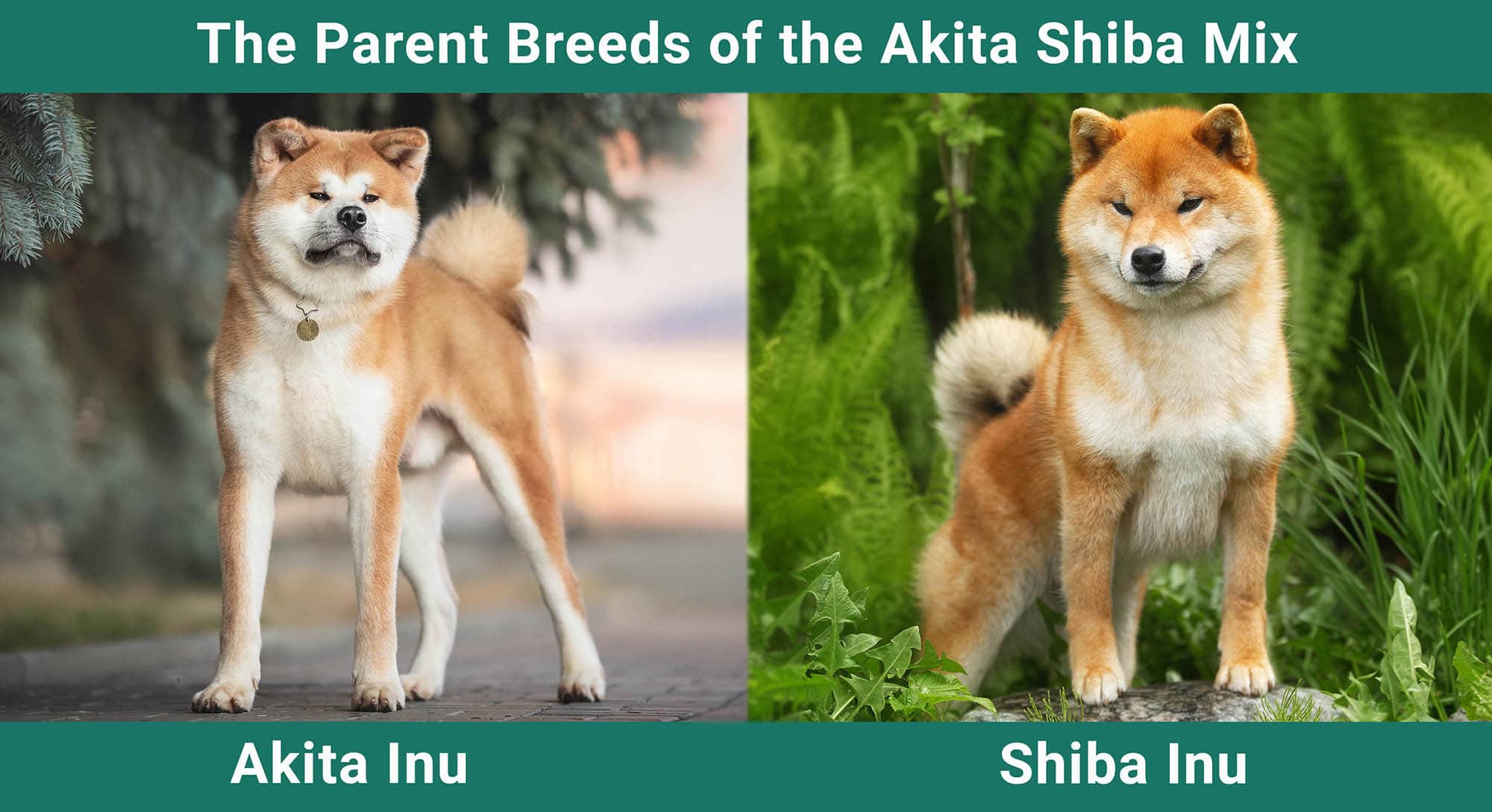 The Parent Breeds of the Akita Shiba Mix