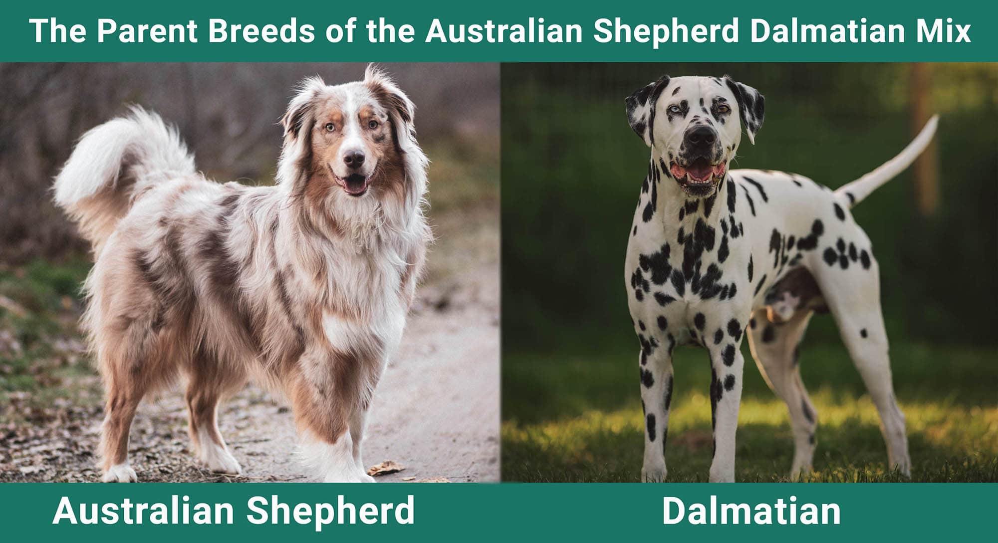 The Parent Breeds of the Australian Shepherd Dalmatian Mix