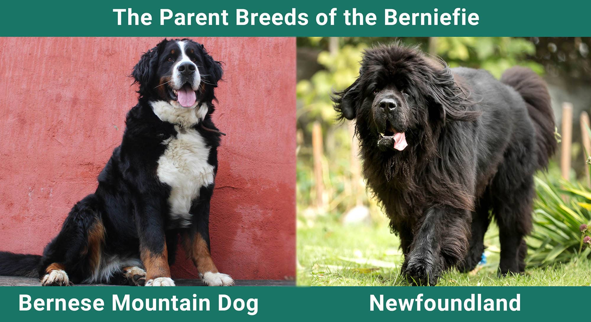 The Parent Breeds of the Berniefie