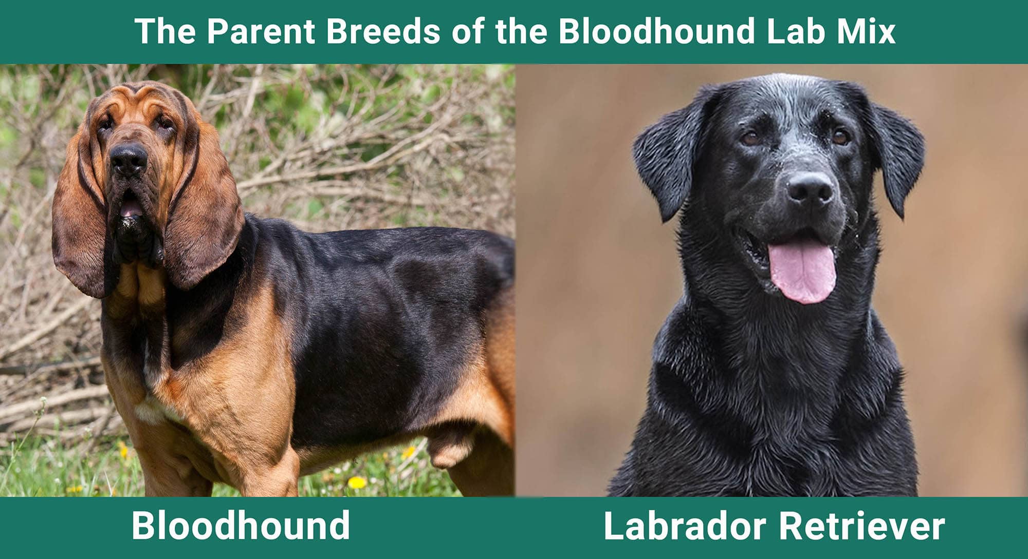 Parent Breeds of Bloodhound Lab Mix