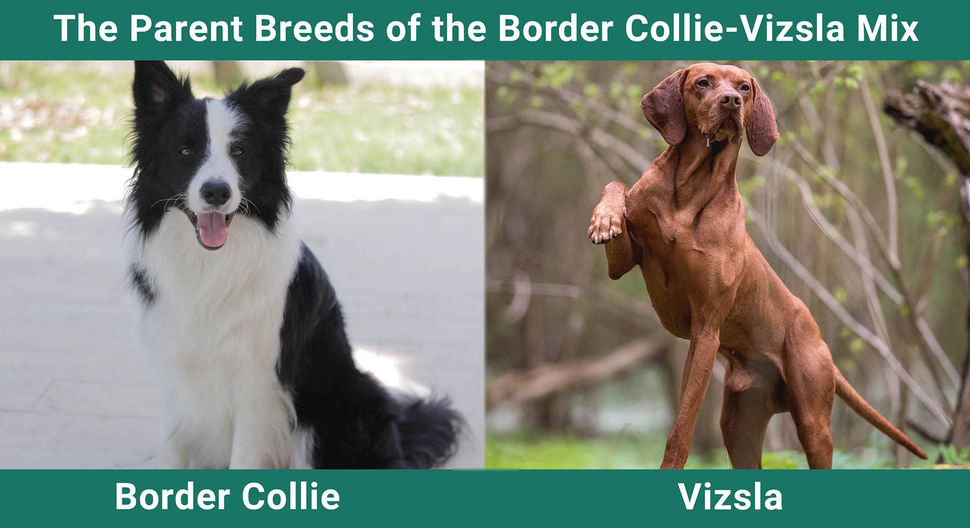 The Parent Breeds of the Border Collie Vizsla