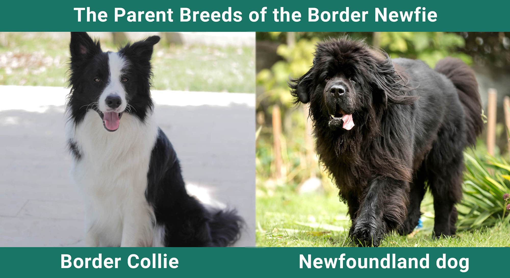 The Parent Breeds of the Border Newfie