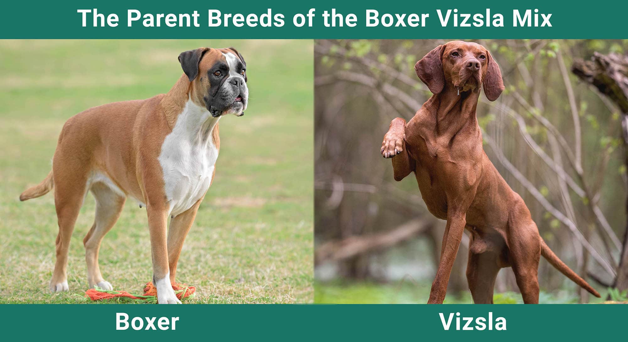 The Parent Breeds of the Boxer Vizsla