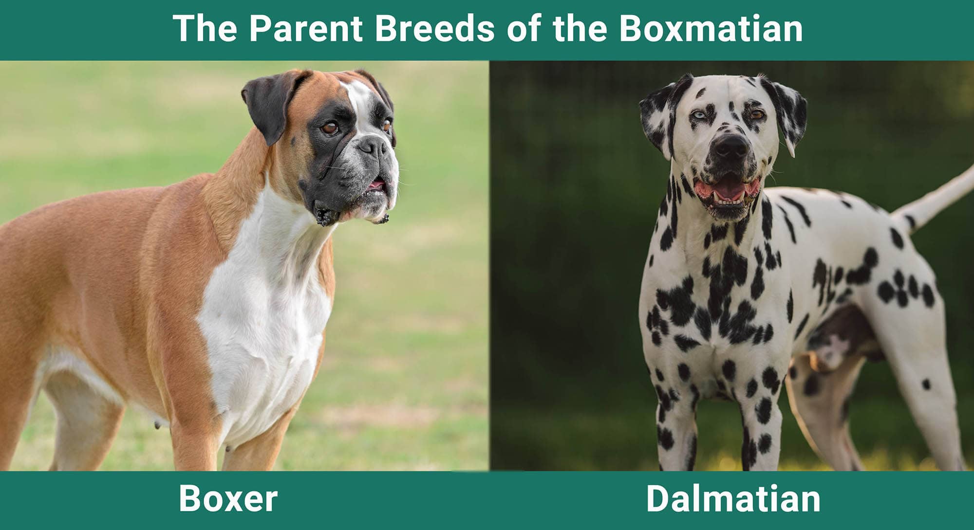The Parent Breeds of the Boxmatian