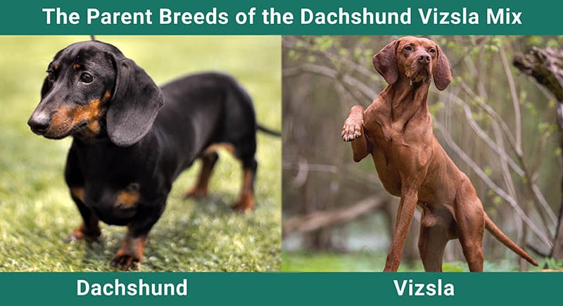 The Parent Breeds of the Dachshund Vizsla