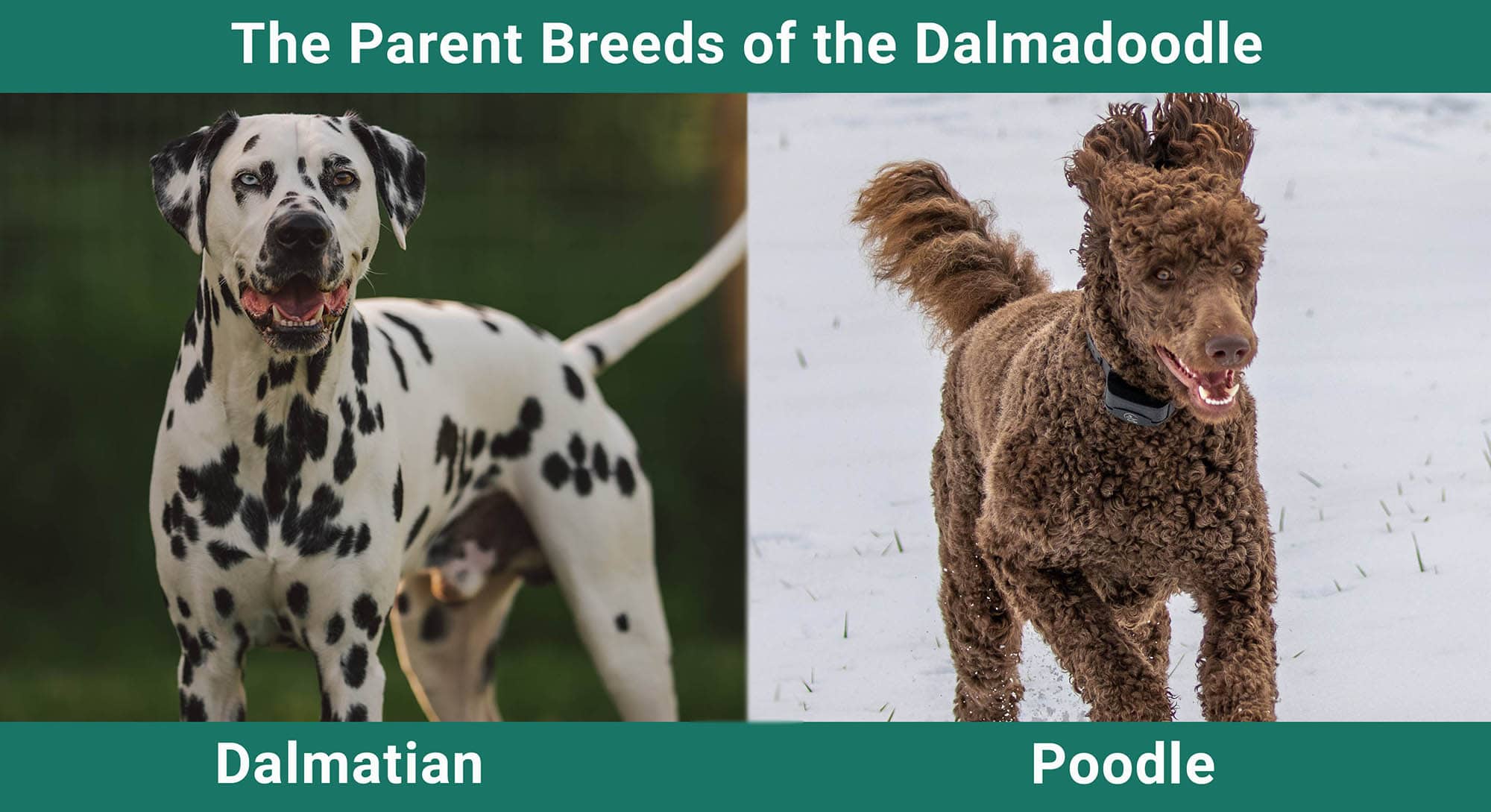 The Parent Breeds of the Dalmadoodle