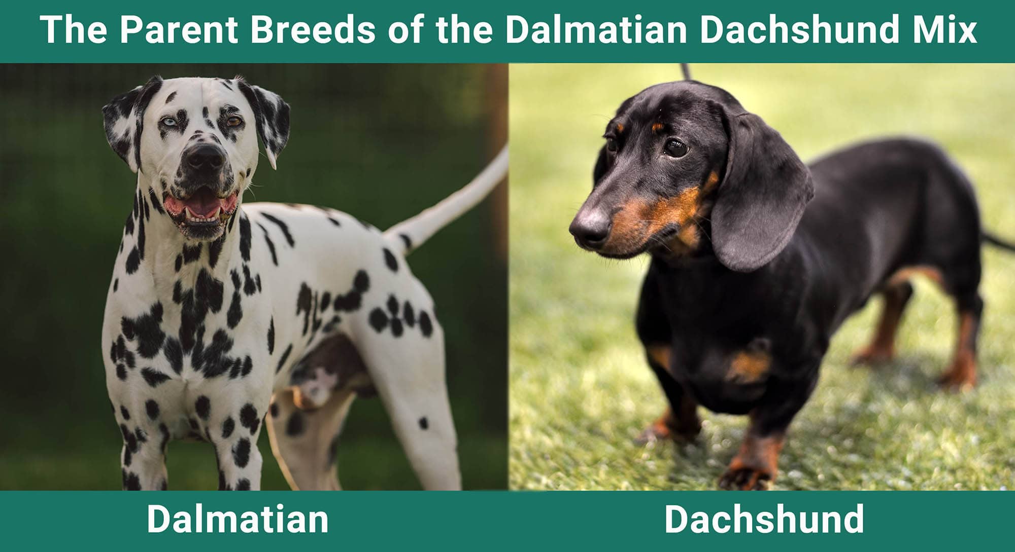 The Parent Breeds of the Dalmatian Dachshund Mix
