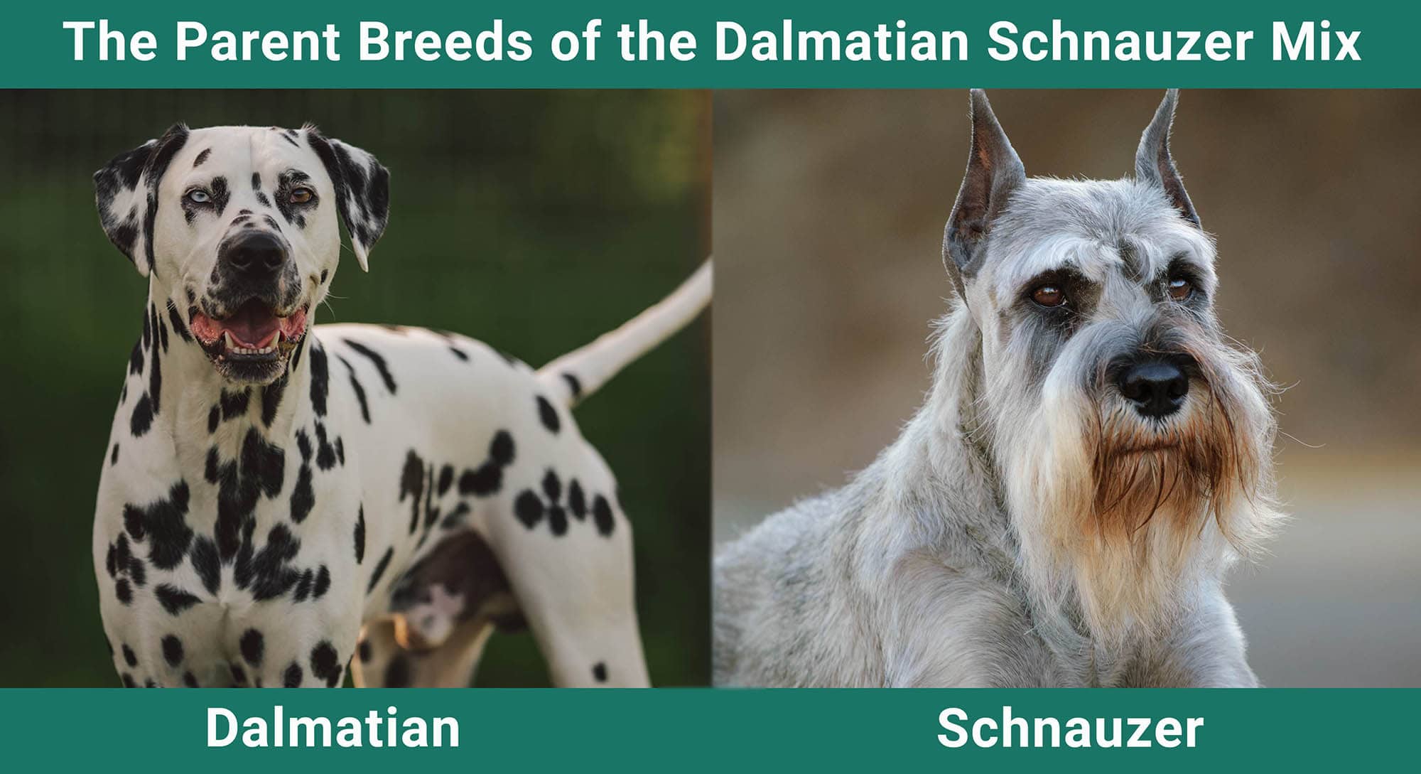 The Parent Breeds of the Dalmatian Schnauzer Mix