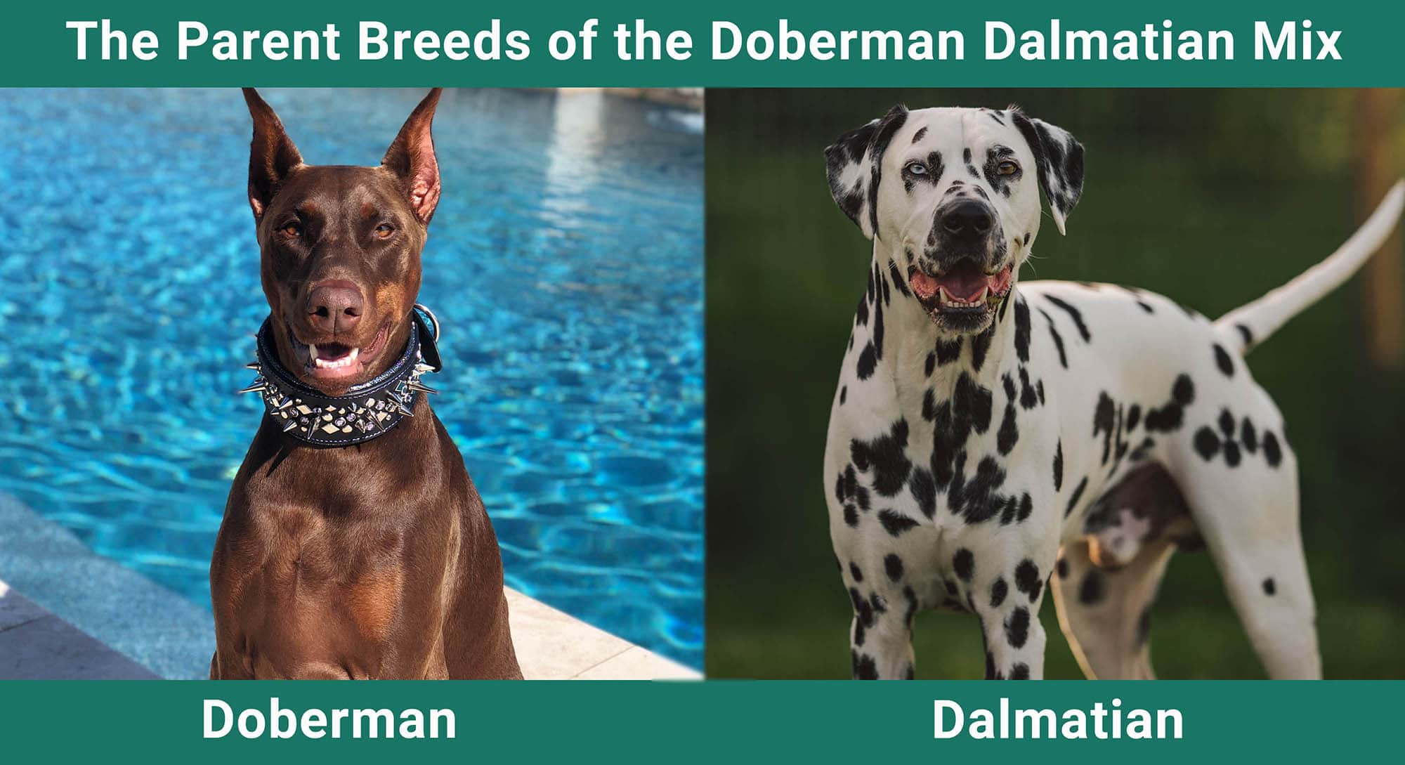 The Parent Breeds of the Doberman Dalmatian Mix