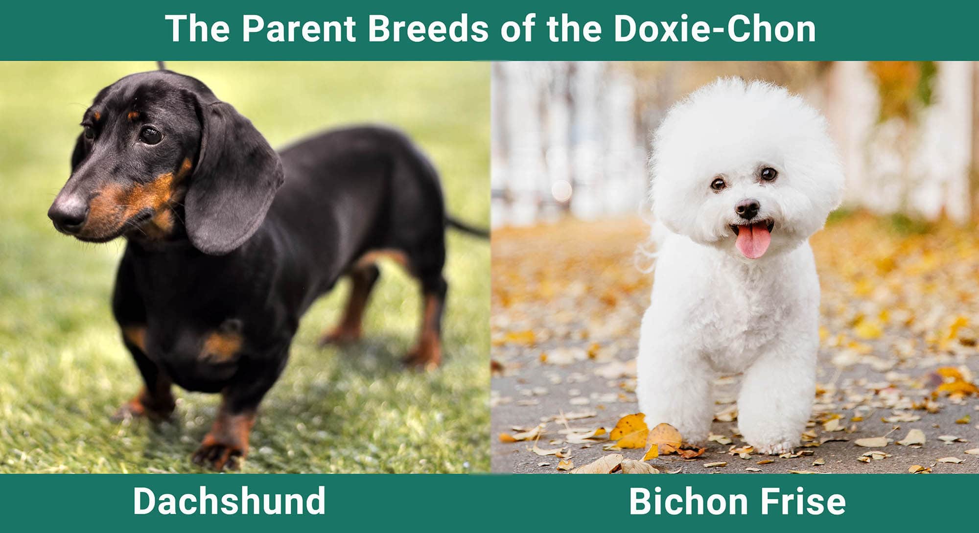 The Parent Breeds of the Doxie Chon