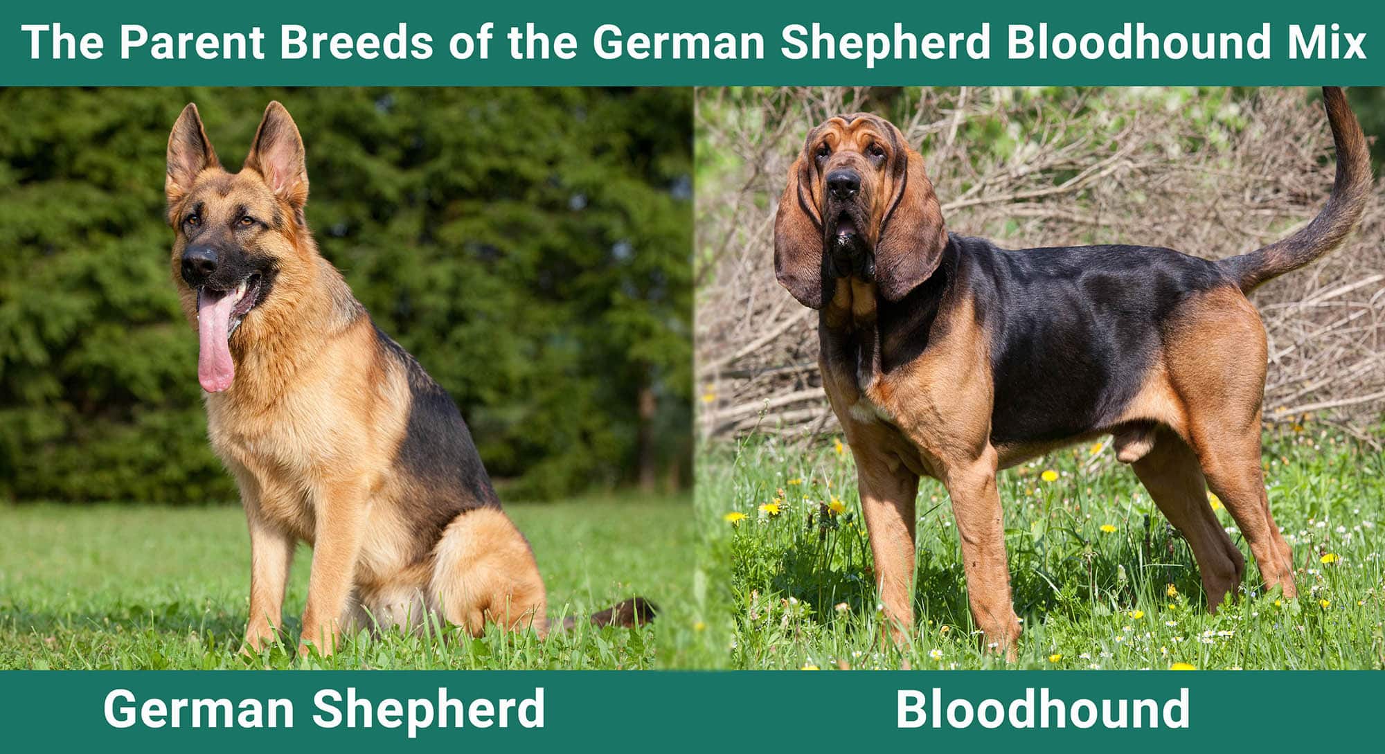 Parent Breeds of German Shepherd Bloodhound Mix