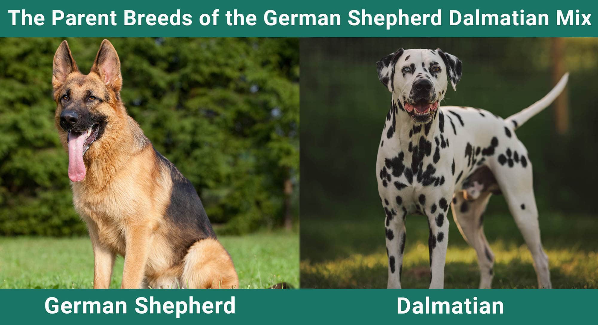 The Parent Breeds of the German Shepherd Dalmatian Mix