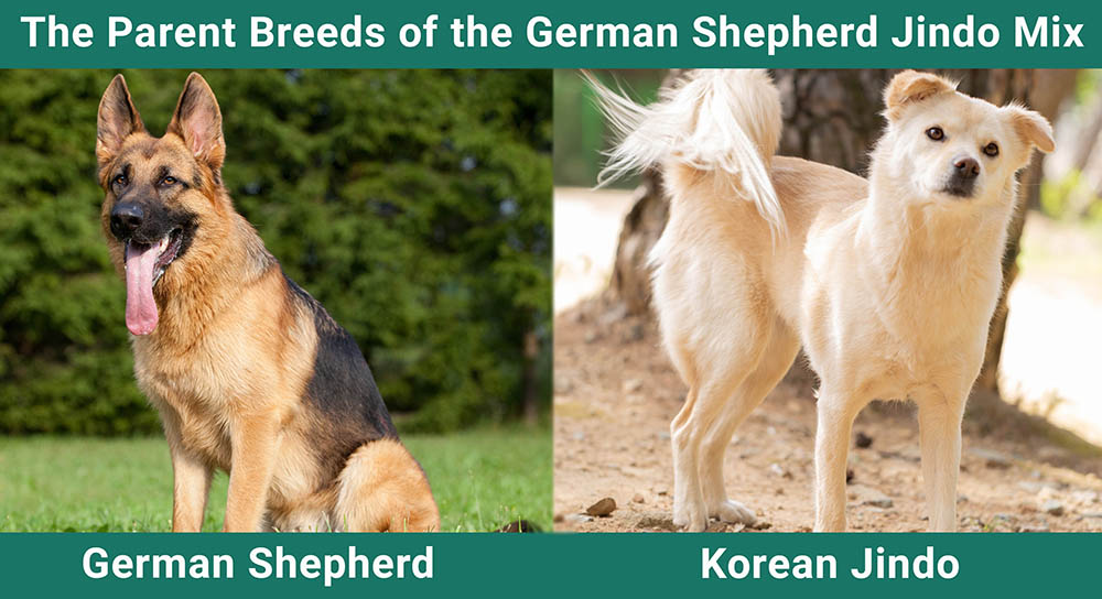 The Parent Breeds of the German Shepherd Jindo Mix