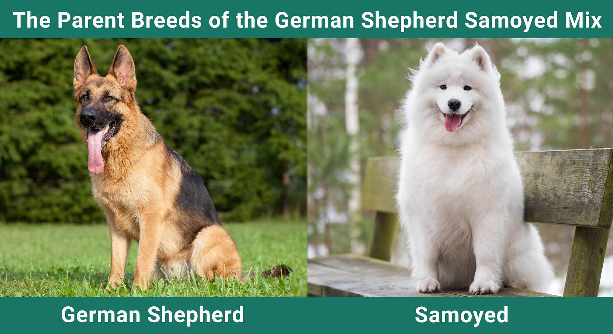 The PArent Breeds of the German Shepherd Samoyed Mix
