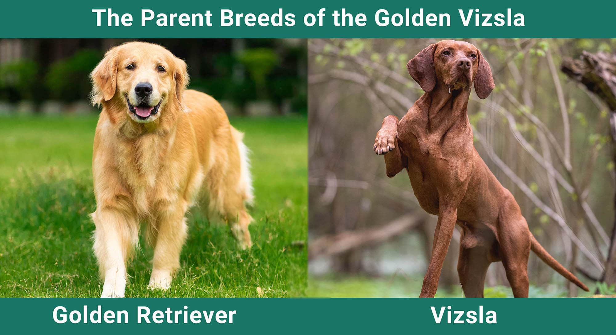 The Parent Breeds of the Golden Vizsla