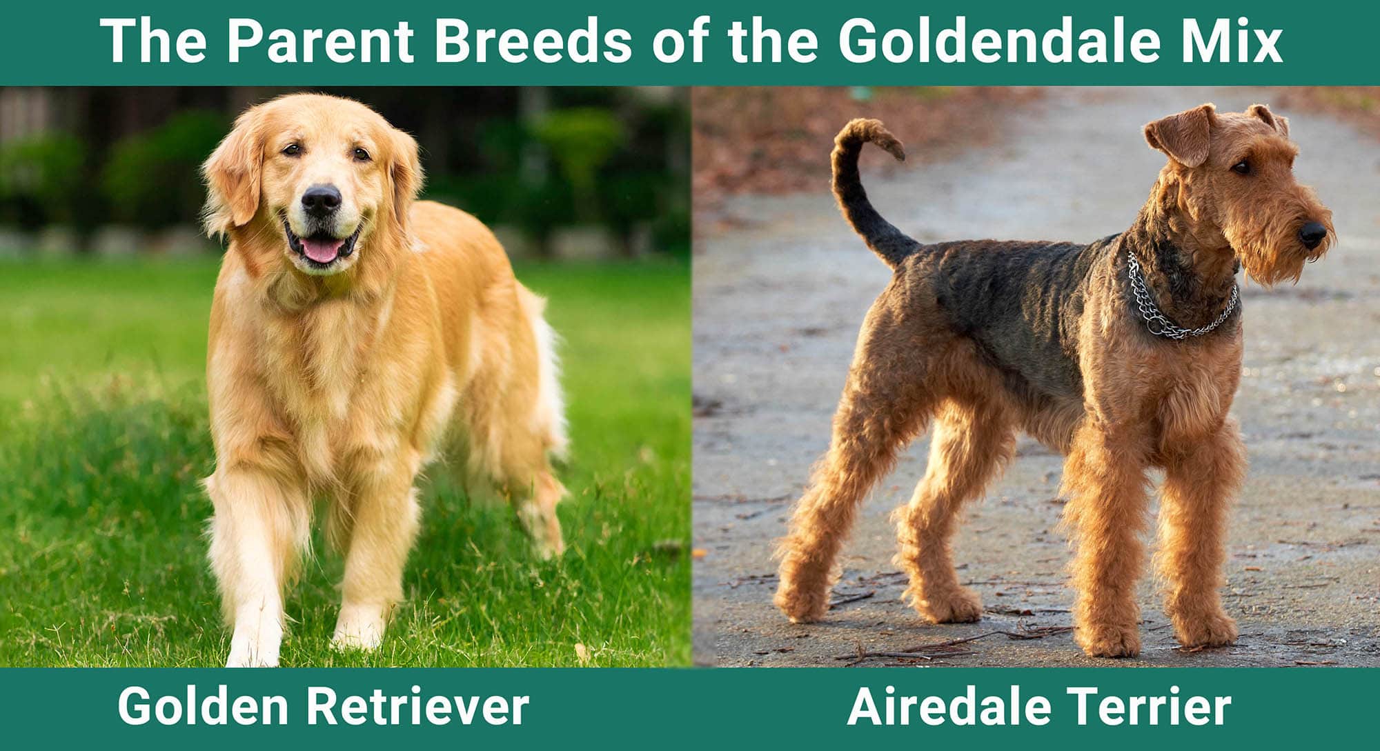 The Parent Breeds of the Goldendale