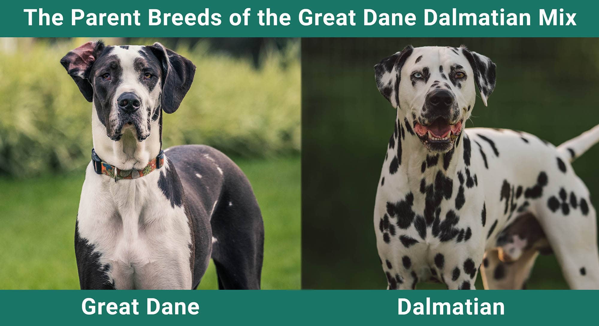 The Parent Breeds of the Great Dane Dalmatian Mix