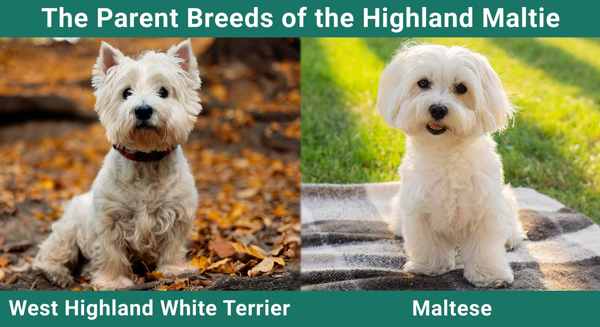 The PArent Breeds of the Highland Maltie
