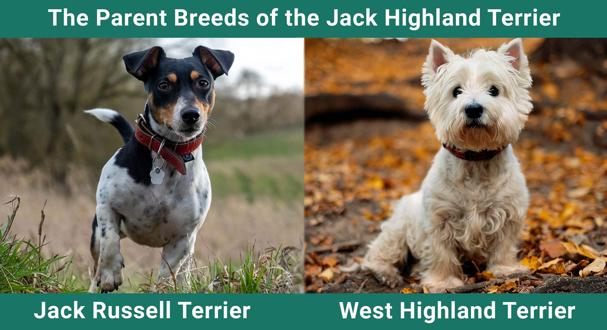The Parent Breeds of the Jack Highland Terrier