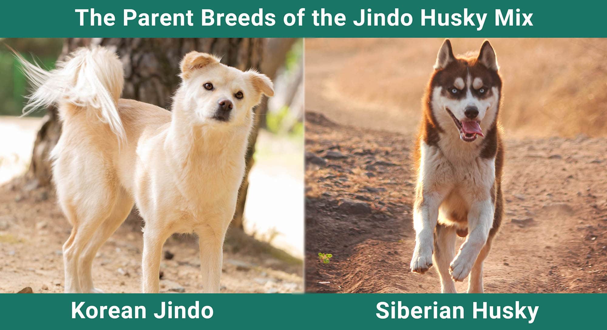 The Parent Breeds of the Jindo Husky Mix