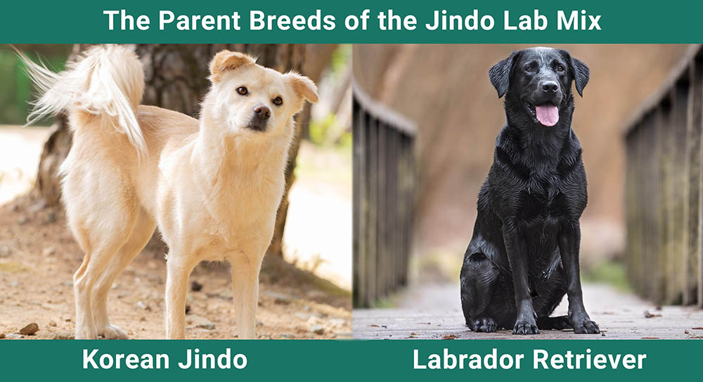The Parent Breeds of the Jindo Lab Mix