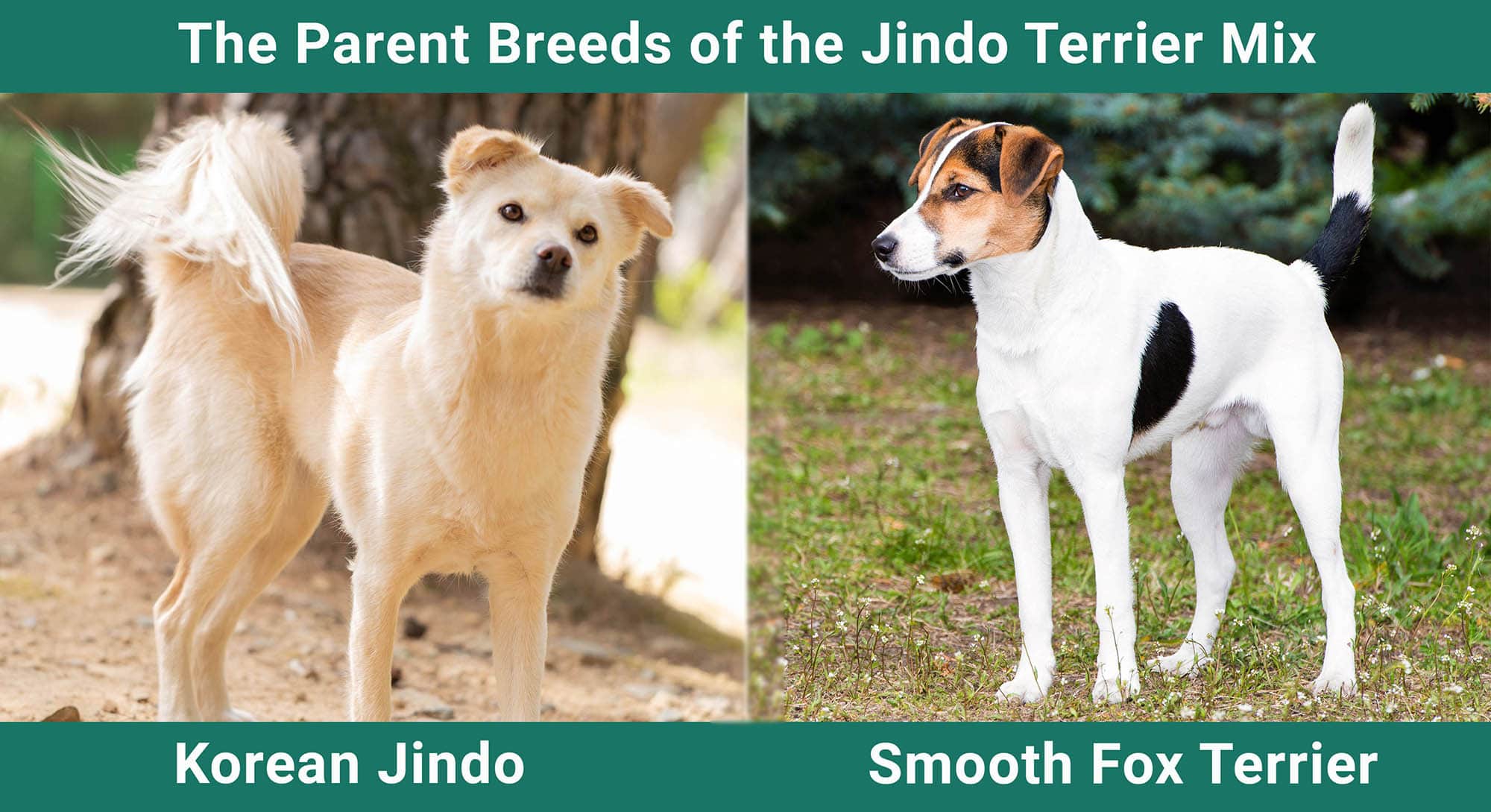 The Parent Breeds of the Jindo Terrier Mix