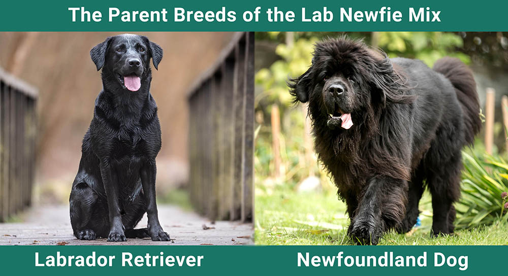 The Parent Breeds of the Lab Newfie Mix