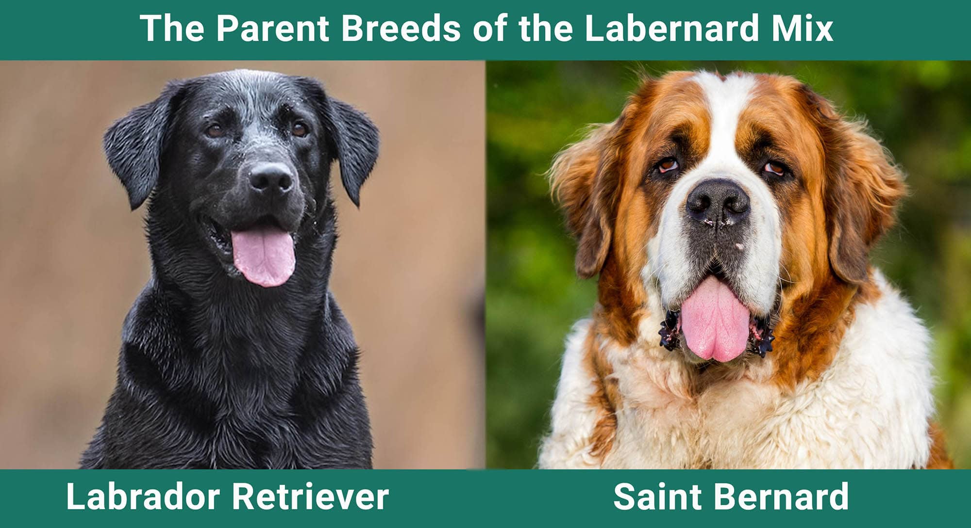The Parent Breeds of the Labernard Mix