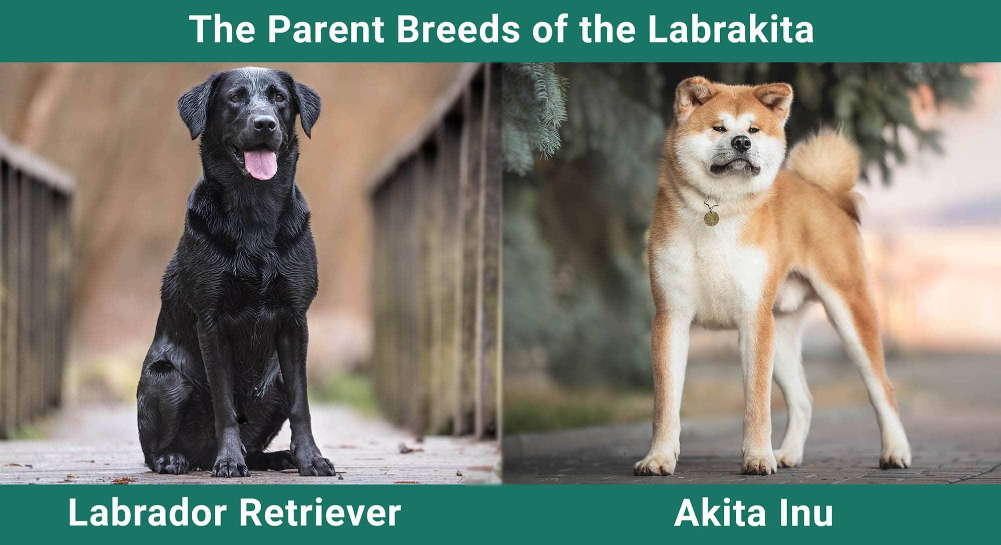 The Parent Breeds of the Labrakita