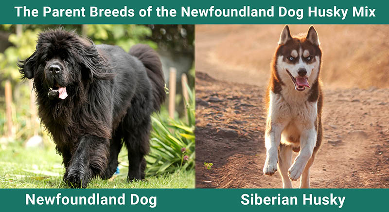 The Parent Breeds of the Newfoundland Dog Husky Mix