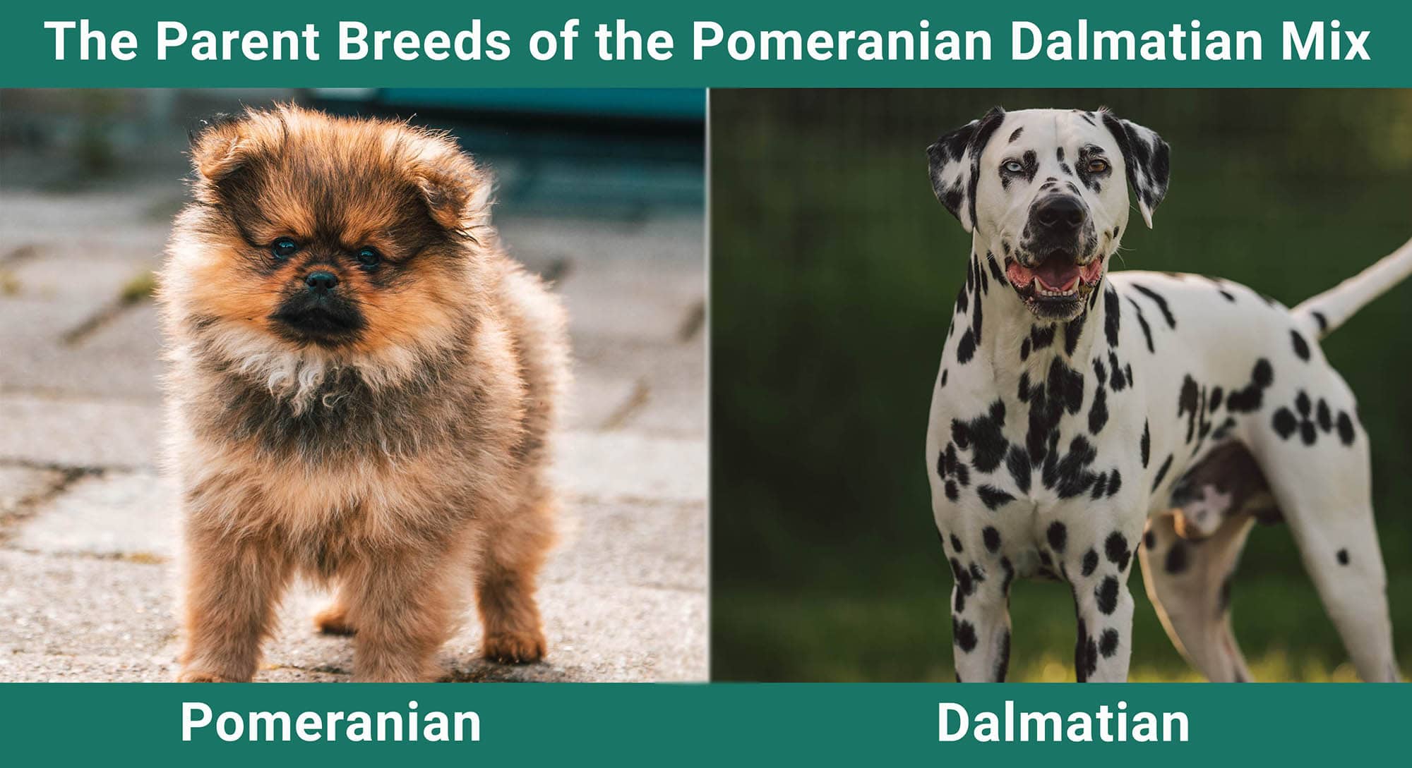 The Parent Breeds of the Pomeranian Dachshund Mix