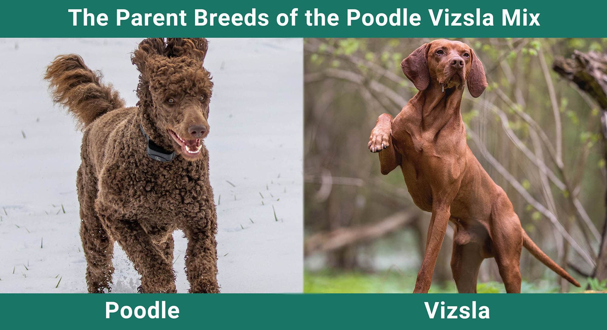 The Parent Breeds of the Poodle Vizsla Mix