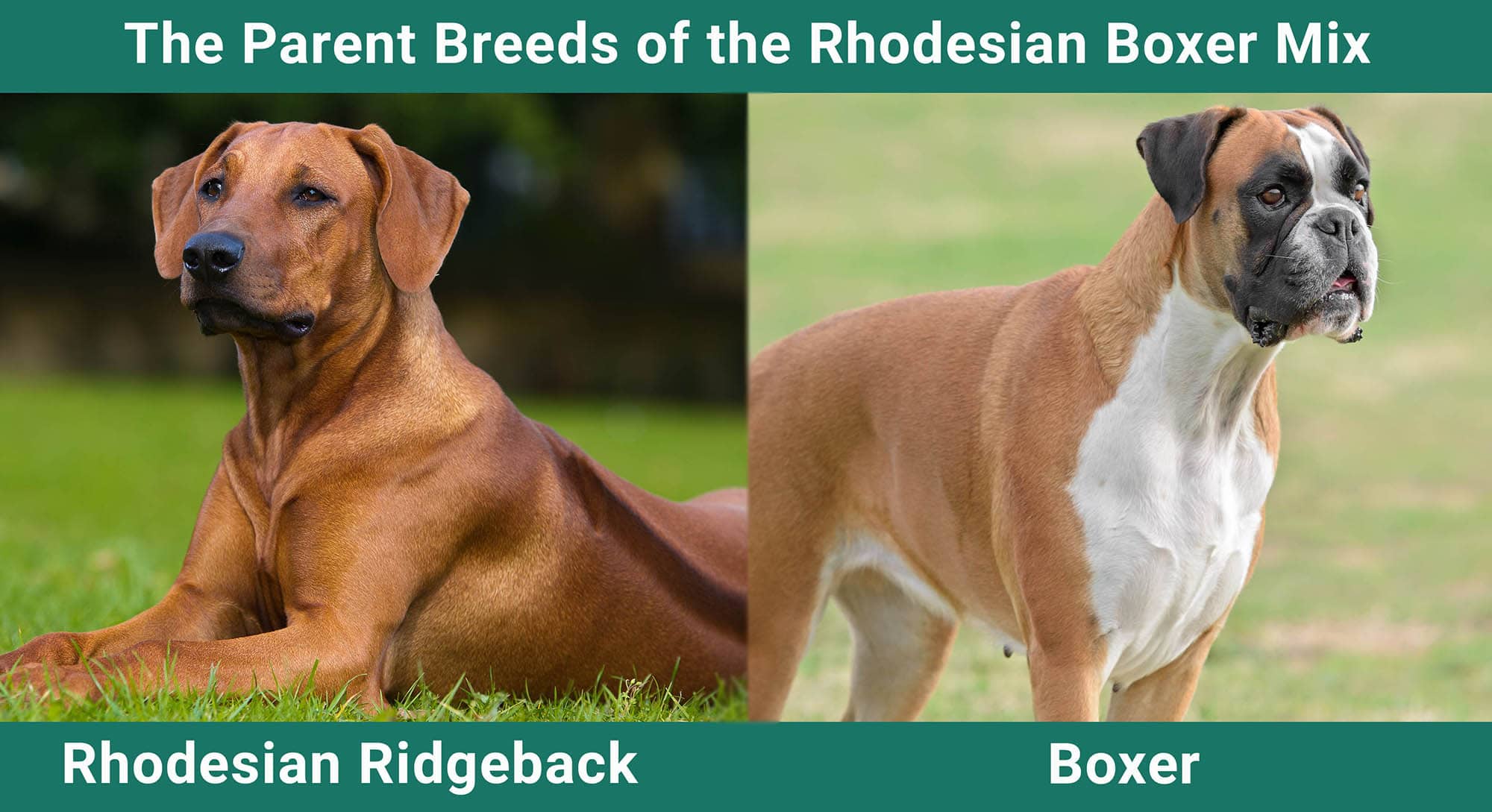 The Parent Breeds of the Rhodesian Boxer Mix