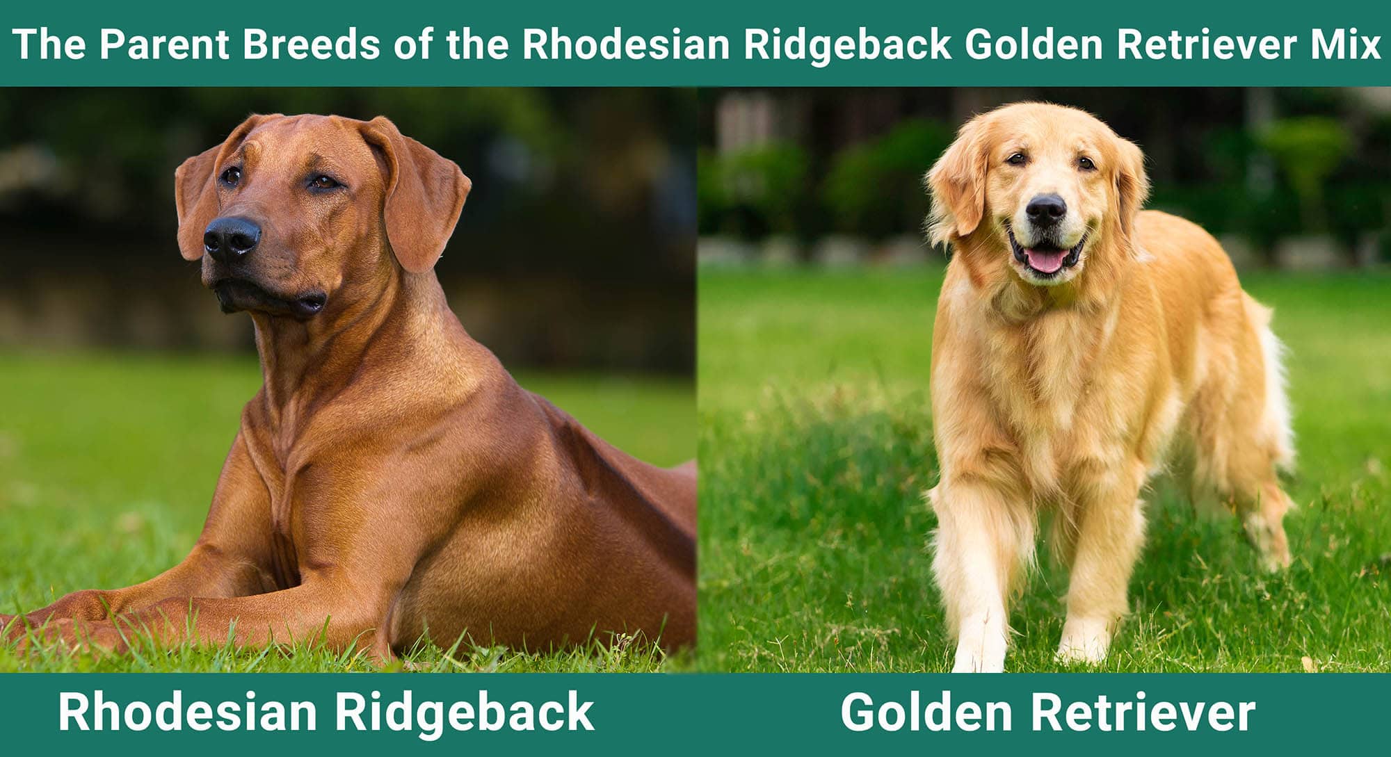 The Parent Breeds of the Rhodesian Ridgeback Golden Retriever Mix