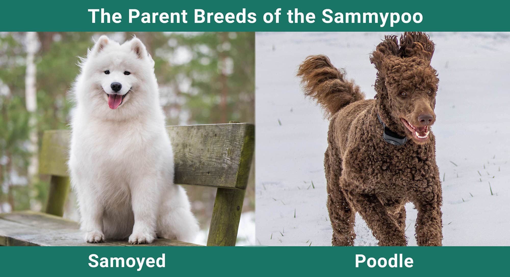 The Parent Breeds of the Sammypoo