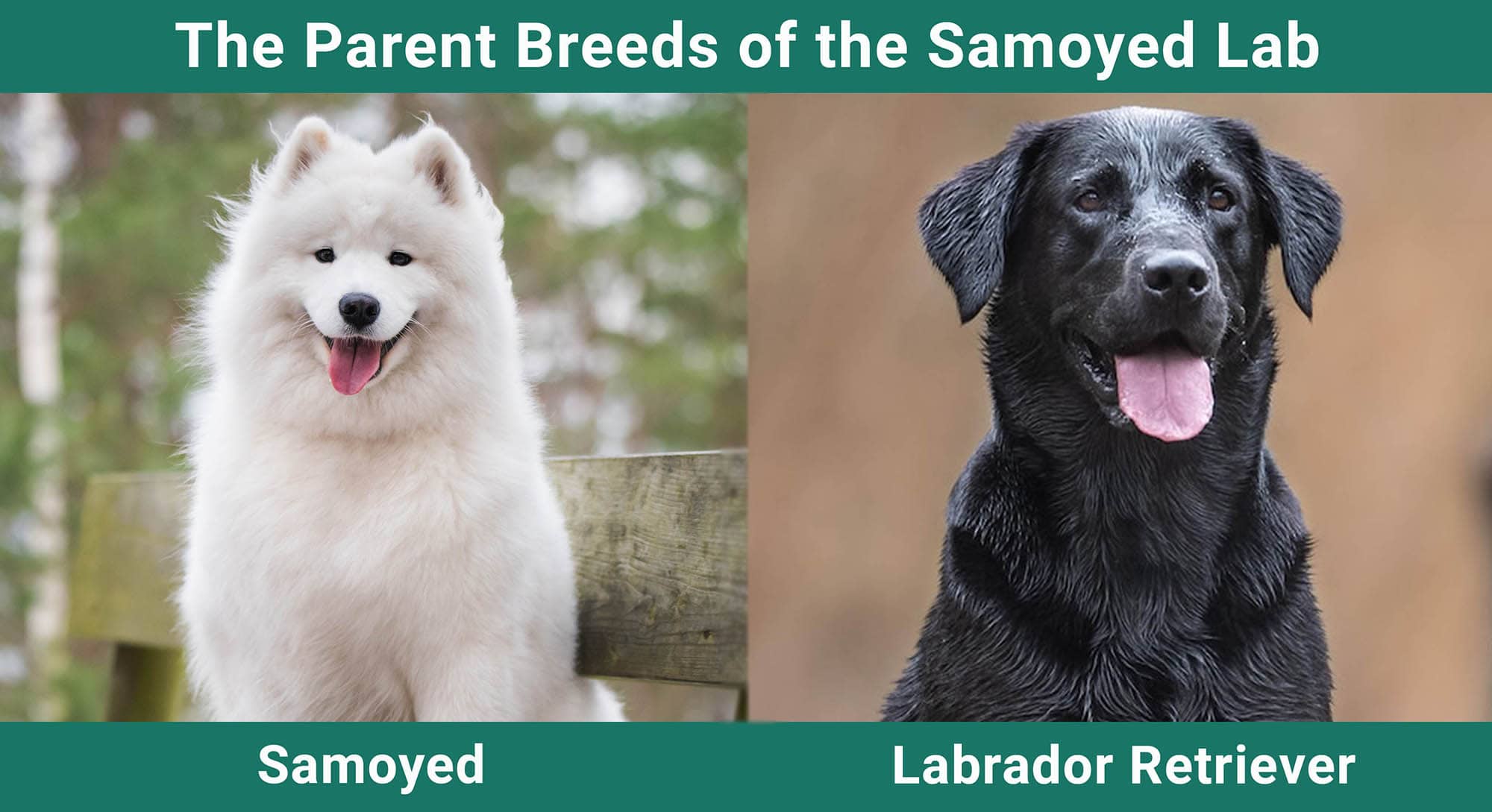 The Parent Breeds of the Samoyed Lab