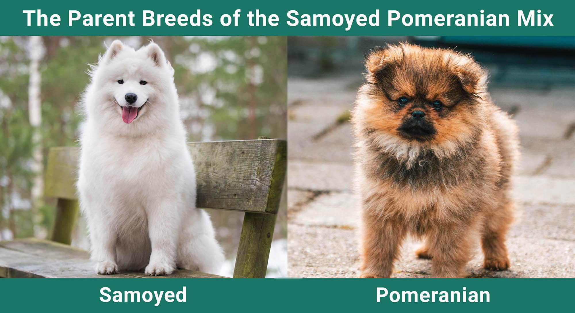 The Parent Breeds of the Samoyed Pomeranian Mix