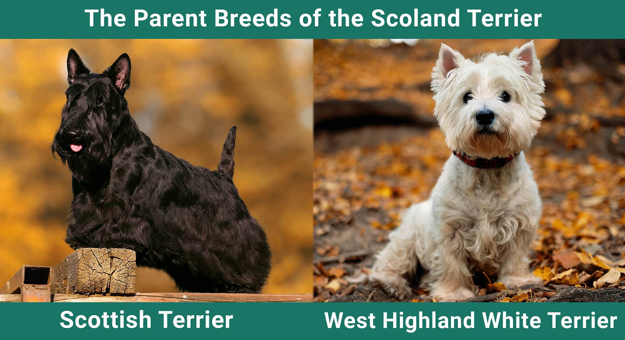 The Parent Breeds of the Scoland Terrier