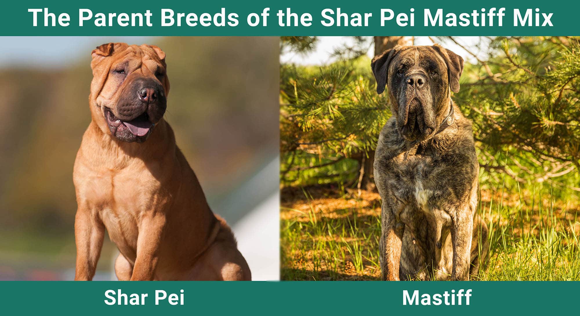 The Parent Breeds of the Shar Pei Mastiff Mix