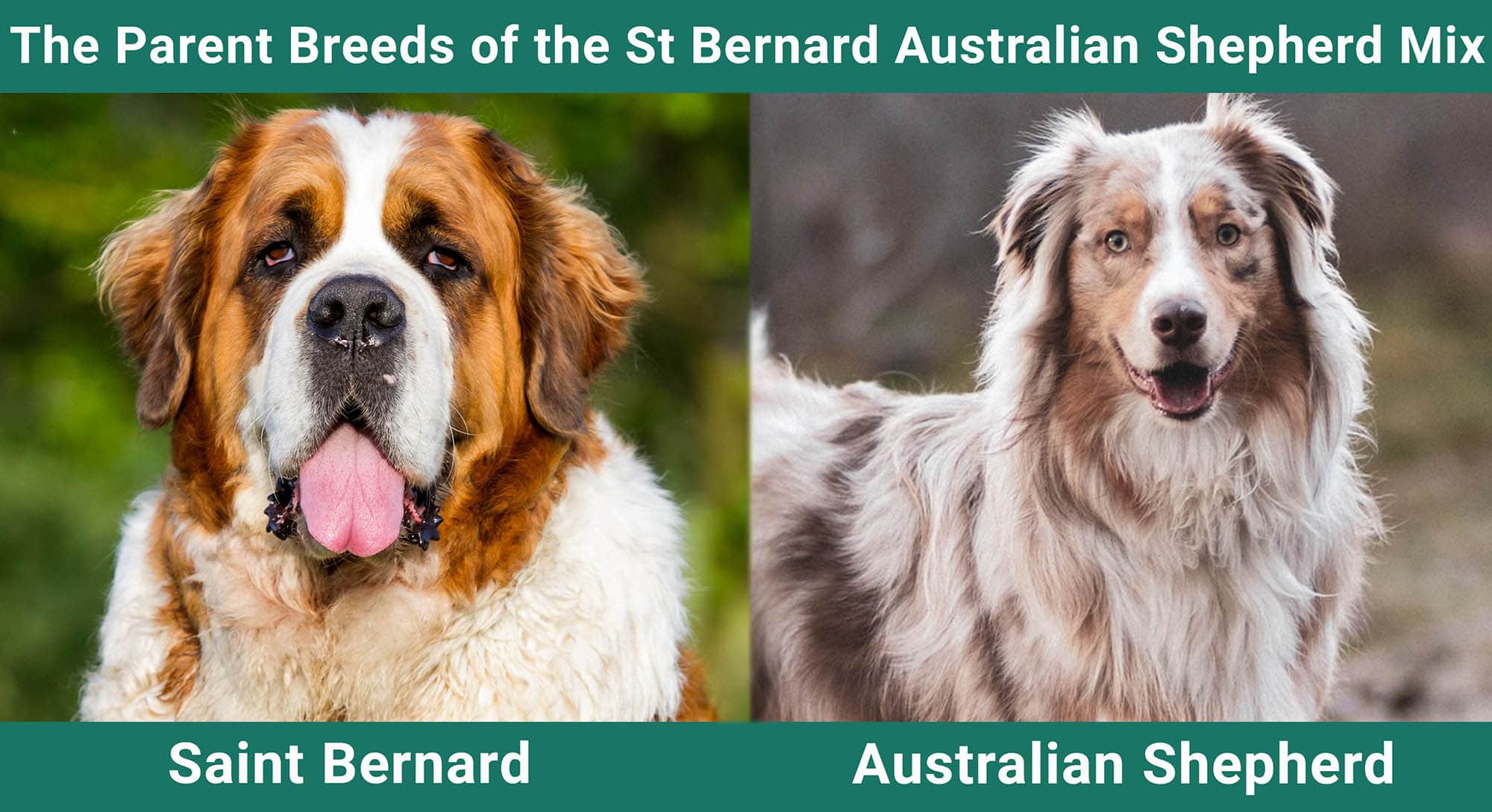 The Parent Breeds of the Saint Bernard Australian Shepherd Mix