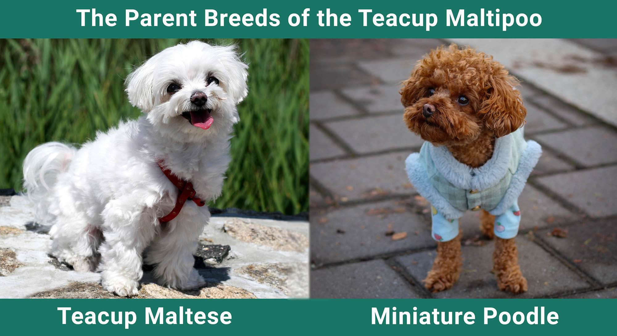 The Parent Breeds of the Teacup Maltipoo