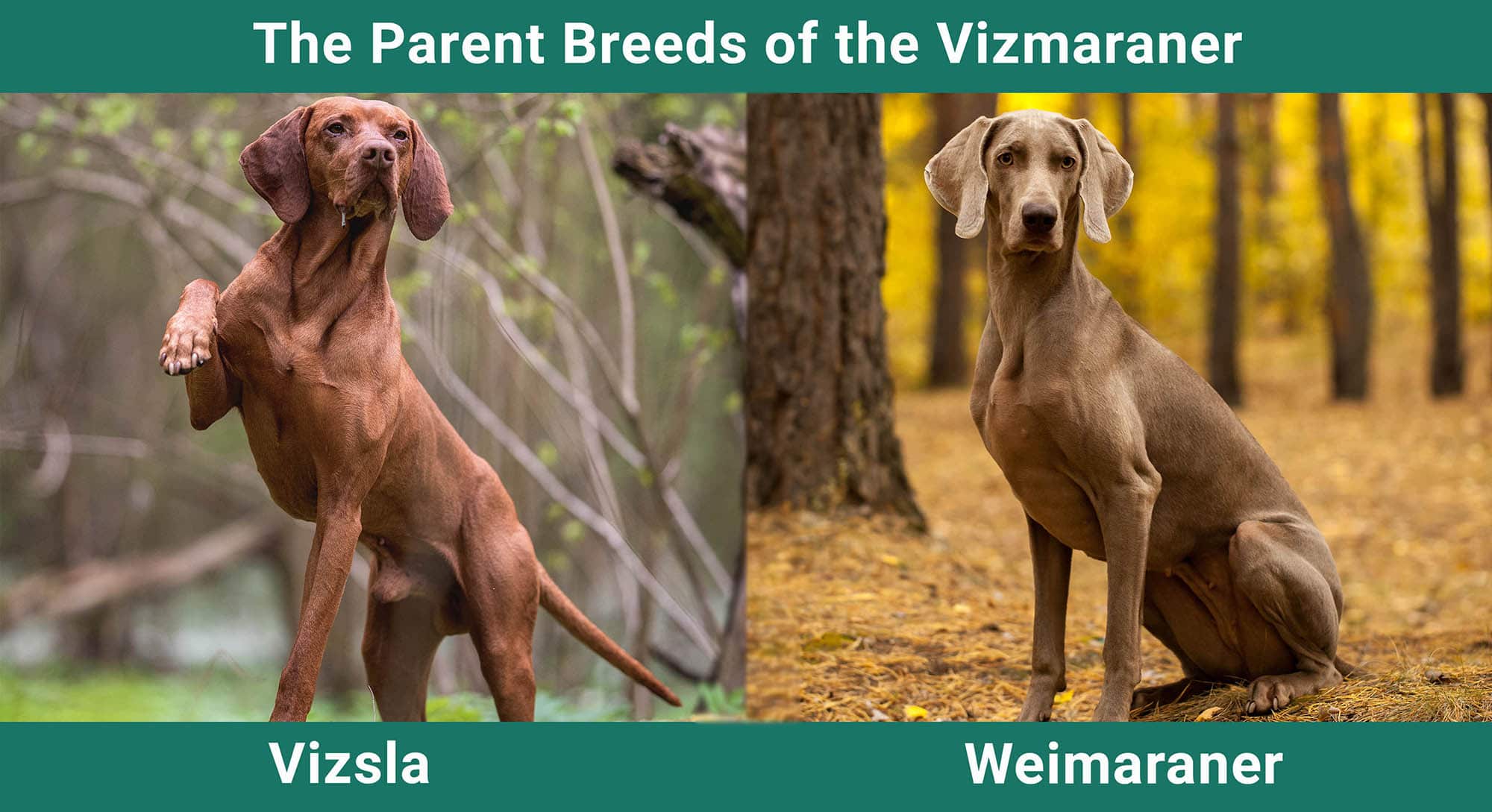 The Parent Breeds of the Vizmaraner