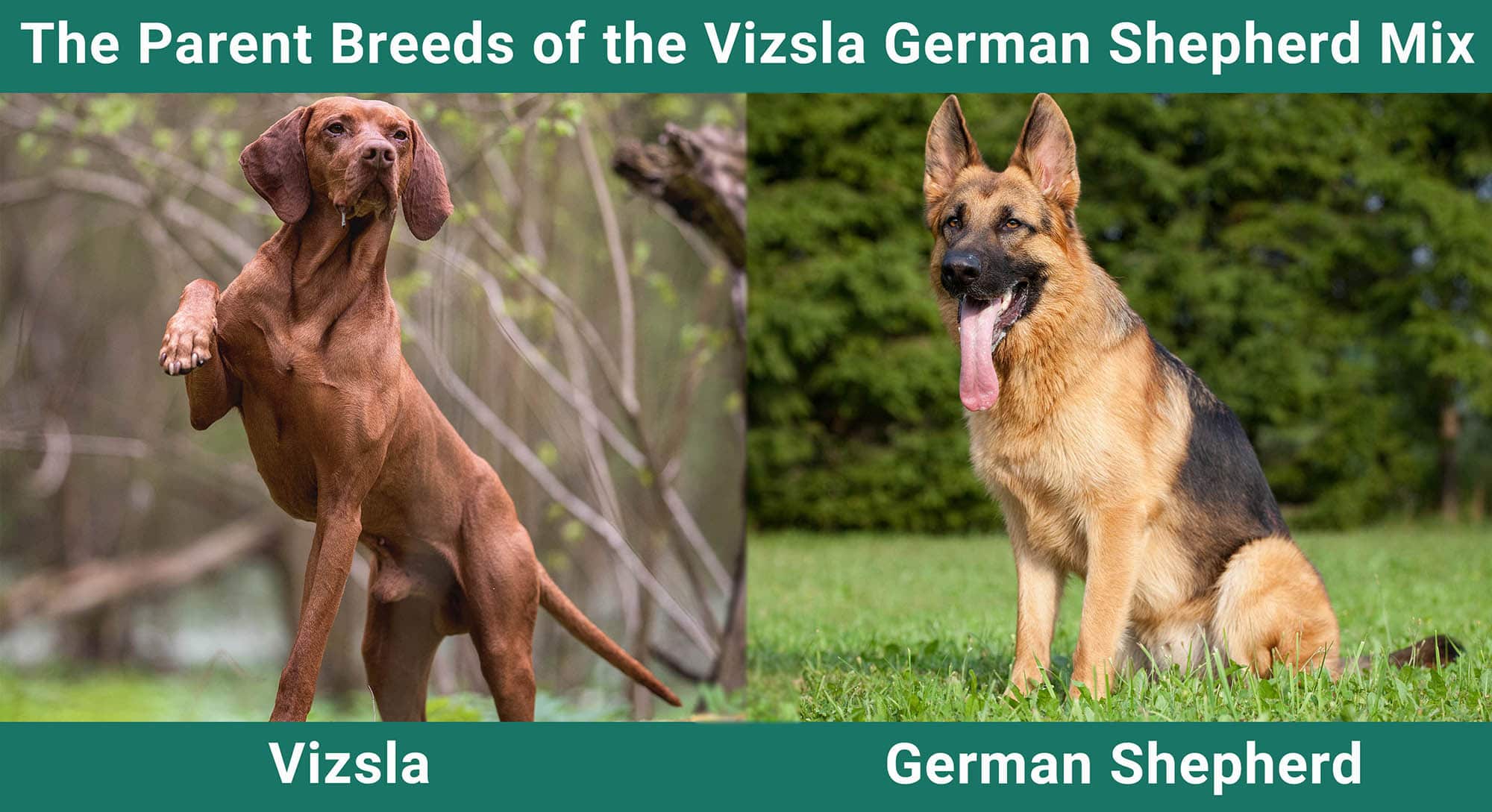 The Parent Breeds of the Vizsla German Shepherd Mix