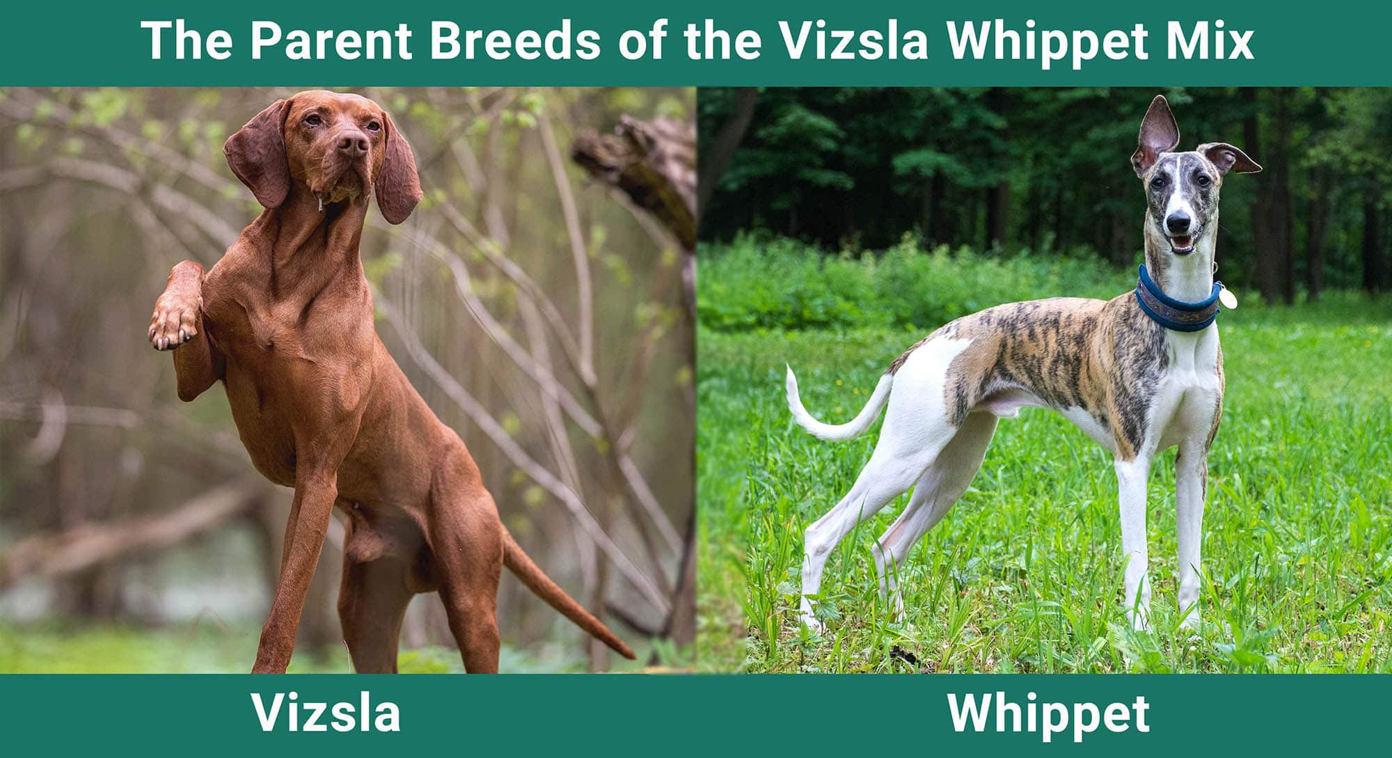 The Parent Breeds of the Vizsla Whippet Mix