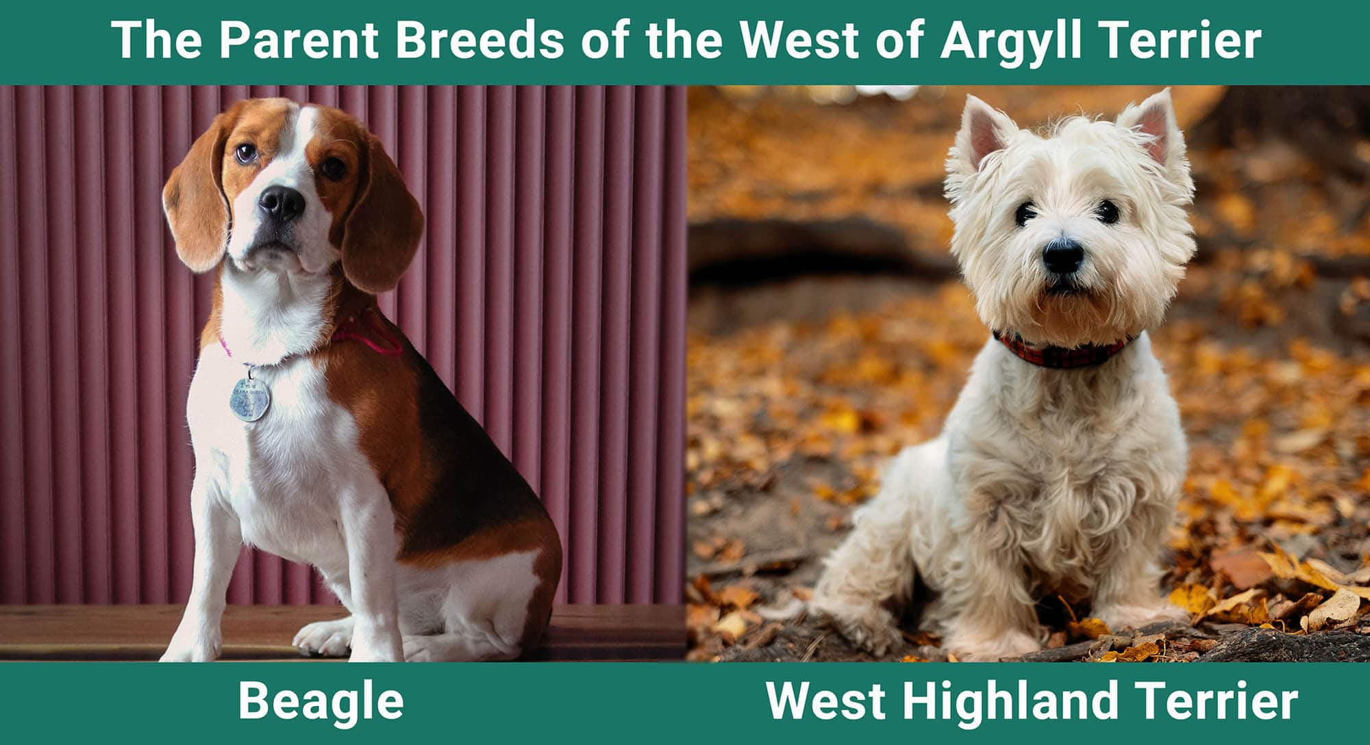 The Parent Breeds of the West of Argyll Terrier